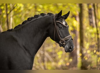 Oldenburg, Mare, 6 years, 16.1 hh, Black