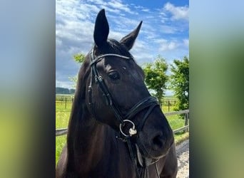 Oldenburg, Mare, 6 years, 16.1 hh, Black