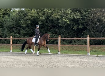 Oldenburg, Mare, 6 years, 16,1 hh, Brown