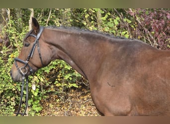 Oldenburg, Mare, 6 years, 16.1 hh, Brown