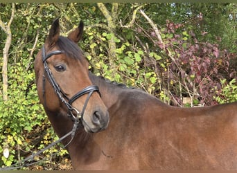 Oldenburg, Mare, 6 years, 16.1 hh, Brown