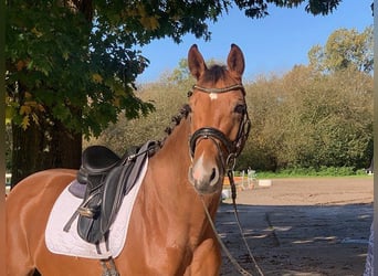 Oldenburg, Mare, 6 years, 16,1 hh, Brown