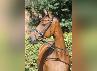 Oldenburg, Mare, 6 years, 16.1 hh, Brown