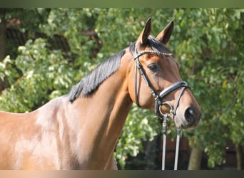 Oldenburg, Mare, 6 years, 16.1 hh, Brown