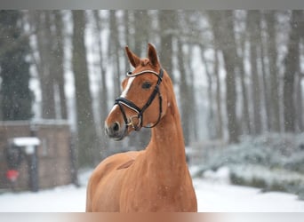 Oldenburg, Mare, 6 years, 16,1 hh, Chestnut-Red