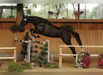 Oldenburg, Mare, 6 years, 16,1 hh, Gray-Dark-Tan