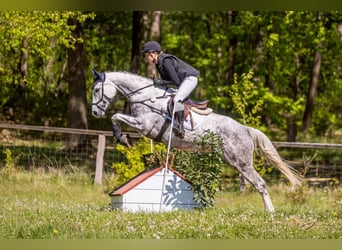 Oldenburg, Mare, 6 years, 16.1 hh, Grey-Dapple