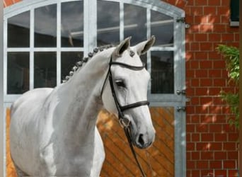 Oldenburg, Mare, 6 years, 16.1 hh, Grey
