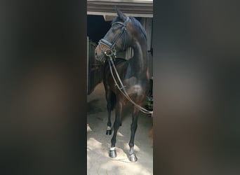Oldenburg, Mare, 6 years, 16.2 hh, Bay-Dark