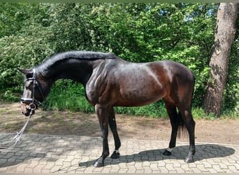 Oldenburg, Mare, 6 years, 16.2 hh, Bay-Dark