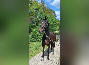 Oldenburg, Mare, 6 years, 16.2 hh, Bay-Dark