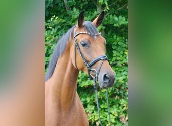 Oldenburg, Mare, 6 years, 16.2 hh, Bay-Dark