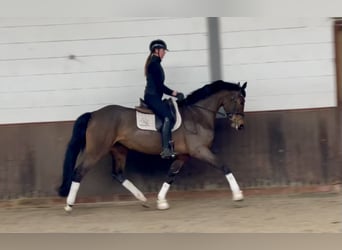 Oldenburg, Mare, 6 years, 16.2 hh, Bay-Dark