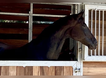 Oldenburg, Mare, 6 years, 16.2 hh, Black