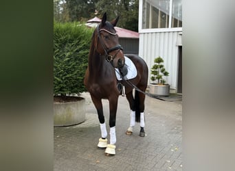 Oldenburg, Mare, 6 years, 16.2 hh, Brown