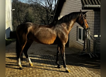 Oldenburg, Mare, 6 years, 16.2 hh, Brown