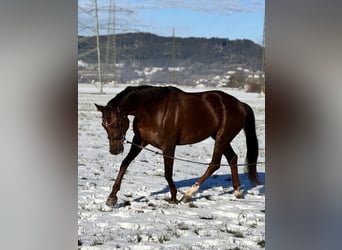 Oldenburg, Mare, 6 years, 16.2 hh, Chestnut