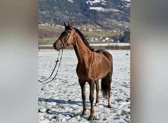 Oldenburg, Mare, 6 years, 16.2 hh, Chestnut