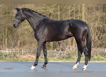 Oldenburg, Mare, 6 years, 16,3 hh, Black