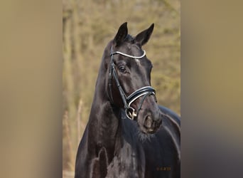 Oldenburg, Mare, 6 years, 16,3 hh, Black