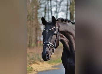 Oldenburg, Mare, 6 years, 16,3 hh, Black