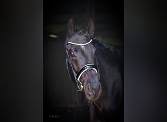 Oldenburg, Mare, 6 years, 16,3 hh, Black