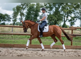 Oldenburg, Mare, 6 years, 16.3 hh, Chestnut-Red