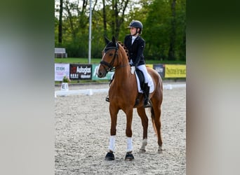 Oldenburg, Mare, 6 years, 16.3 hh, Chestnut-Red