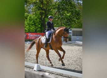 Oldenburg, Mare, 6 years, 16.3 hh, Chestnut-Red