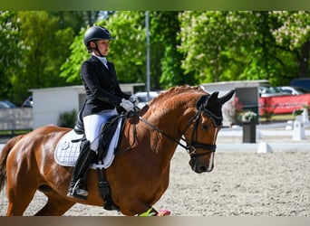 Oldenburg, Mare, 6 years, 16.3 hh, Chestnut-Red
