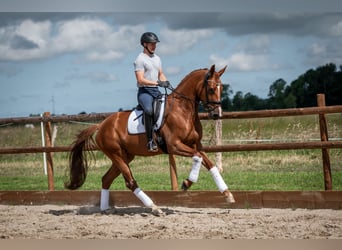 Oldenburg, Mare, 6 years, 16.3 hh, Chestnut-Red