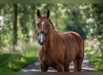 Oldenburg, Mare, 6 years, 16.3 hh, Chestnut-Red