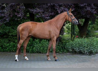 Oldenburg, Mare, 6 years, 16.3 hh, Chestnut-Red