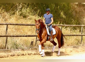 Oldenburg, Mare, 6 years, 16.3 hh, Chestnut-Red