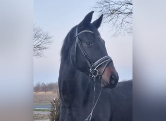 Oldenburg, Mare, 6 years, 16,3 hh, Smoky-Black