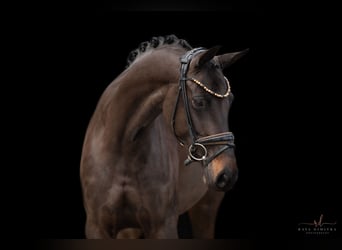 Oldenburg, Mare, 6 years, 16 hh, Bay-Dark