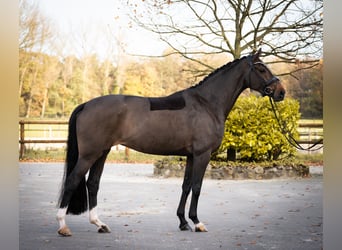 Oldenburg, Mare, 6 years, 16 hh, Bay-Dark