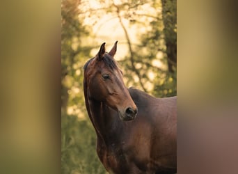 Oldenburg, Mare, 6 years, 16 hh, Bay-Dark