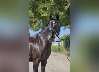 Oldenburg, Mare, 6 years, 16 hh, Black