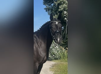 Oldenburg, Mare, 6 years, 16 hh, Black