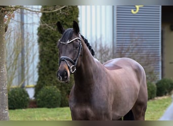 Oldenburg, Mare, 6 years, 16 hh, Black