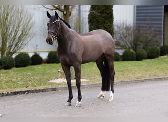 Oldenburg, Mare, 6 years, 16 hh, Black