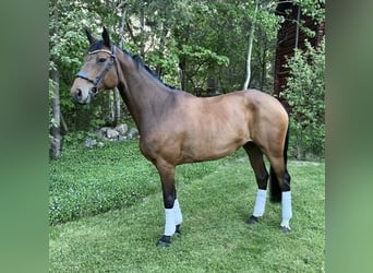 Oldenburg, Mare, 6 years, 16 hh, Brown