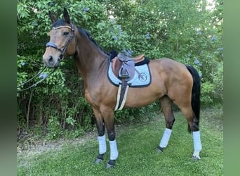 Oldenburg, Mare, 6 years, 16 hh, Brown