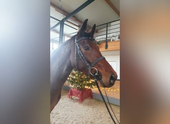 Oldenburg, Mare, 6 years, 16 hh, Brown