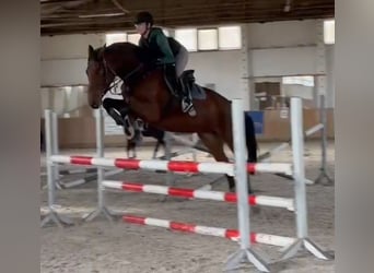 Oldenburg, Mare, 6 years, 16 hh, Brown