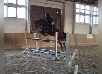 Oldenburg, Mare, 6 years, 16 hh, Brown