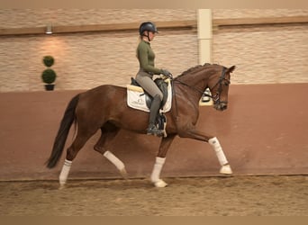 Oldenburg, Mare, 6 years, 16 hh, Chestnut