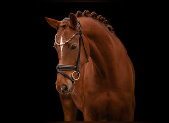 Oldenburg, Mare, 6 years, 16 hh, Chestnut