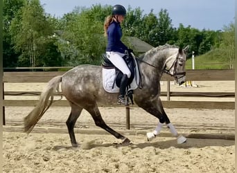 Oldenburg, Mare, 6 years, 16 hh, Grey-Dapple